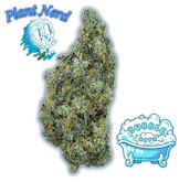 BUBBLE BATH (PRE-PACKED 1G) ADULT-USE