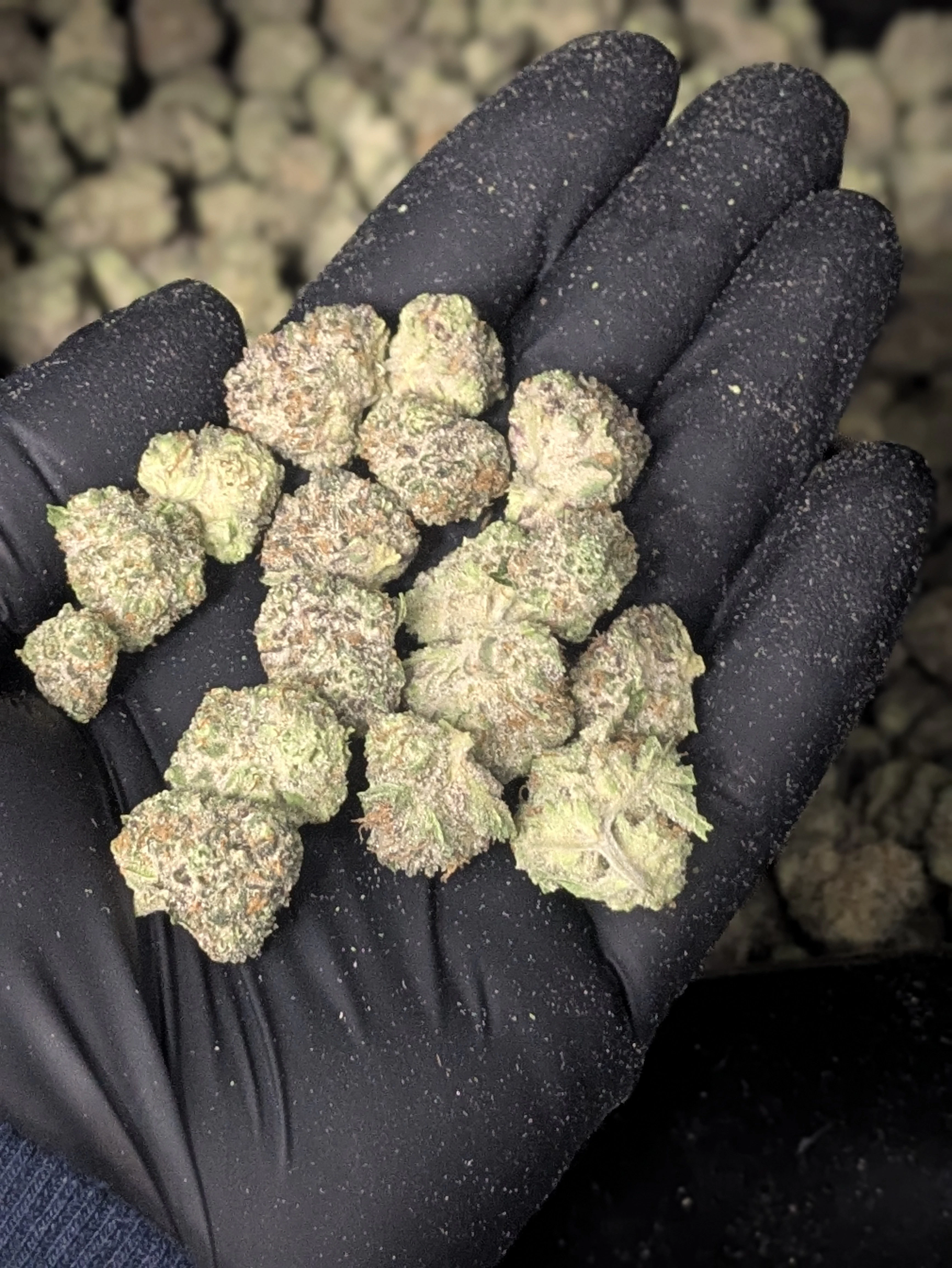 Muskegon Grow - PURPLE SUNSET (PRE-PACKED 1/8TH) ADULT-USE Main Image