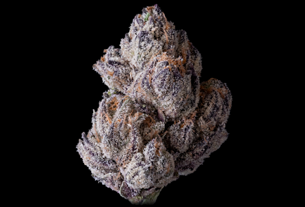 MAVEN GENETICS - [Maven] Flower - 3.5g - New Money (H)