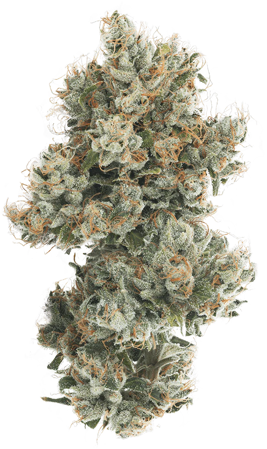 Turntables - TURNTABLES SUPREME SHELF FLOWER 14G - GHOST OG Main Image