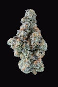 Paul Morphy - 3.5g - Cape Cod Grow Lab