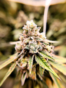 LOCAL LEAF - LOCAL LEAF - APPLES & BANANAS 3.5 GRAMS