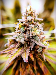 LOCAL LEAF - LOCAL LEAF - GUAVA JAM 3.5 GRAMS