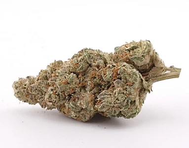 Garden First - Don Shula - Flower