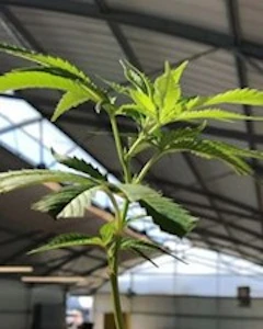 Pacific Reserve Nursery Inc. - P Talmbout Teen Starter Clone - Pacific Reserve