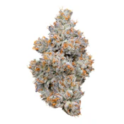 Connected 3.5G Premium Indoor Nightshade (I)