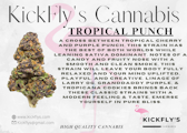 Kickfly | Tropical Punch | 3.5g
