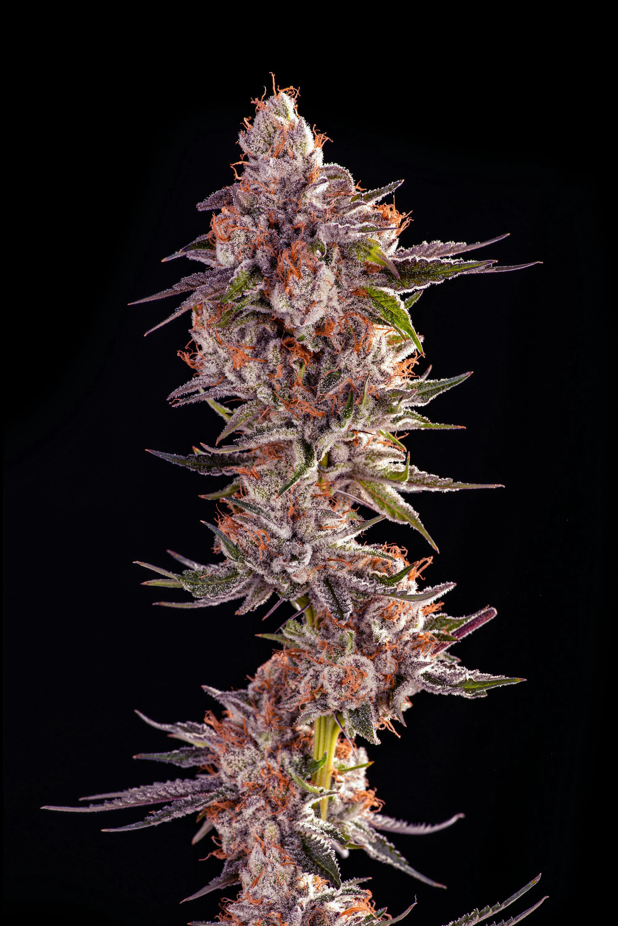 Decibel Gardens - Watermelon Punch Main Image