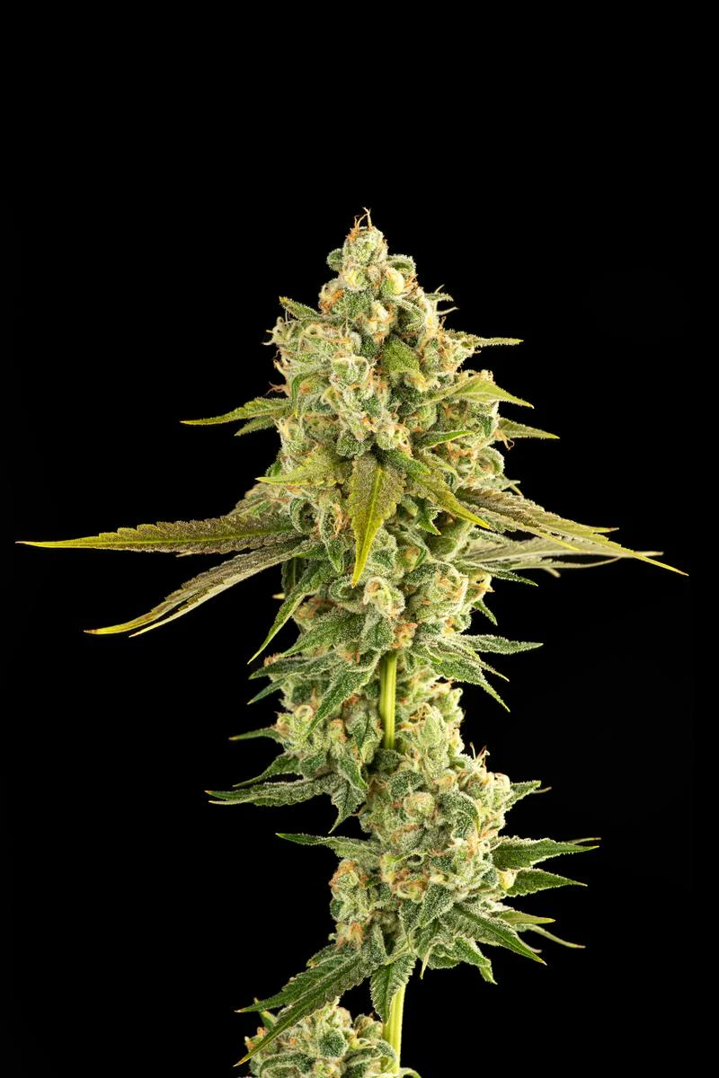 Decibel Gardens - Miyazaki Mango Main Image