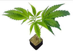 Conception Nursery - Clone - Paradise Melt