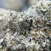 BLACK PEARL - Diamond Coated Indoor Flower - Pink Lingerie (I) 3.5g