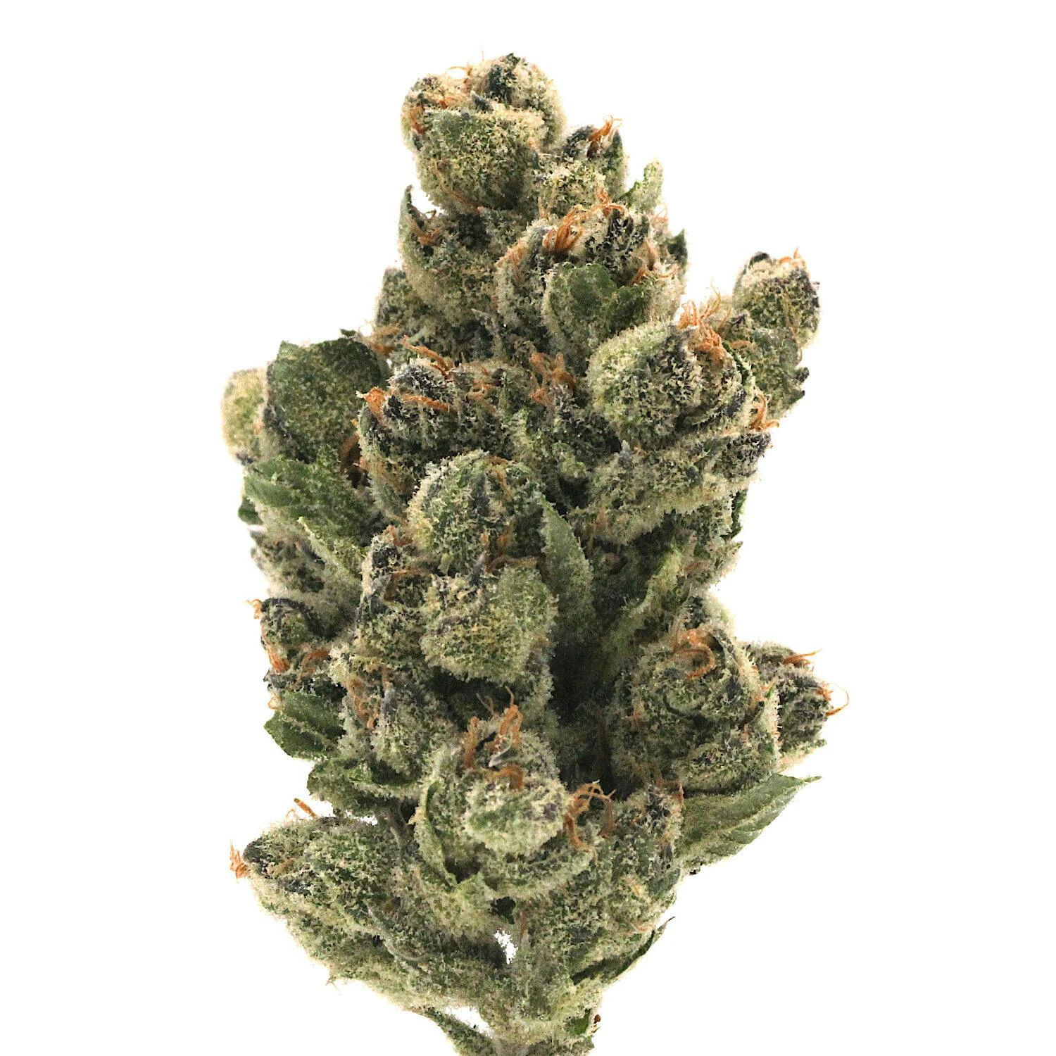 Canna Organix - Quiet Kings - Pink Sunset - (I) 28g Main Image