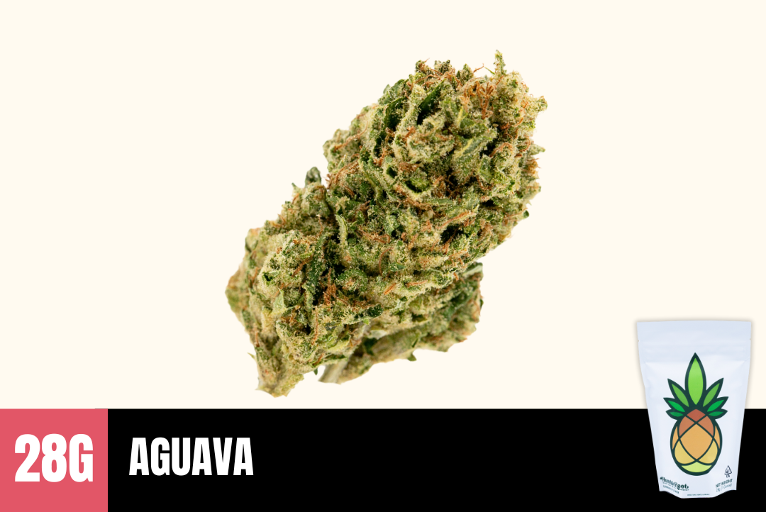 28g Aguava (Greenhouse) - Humble Root picture