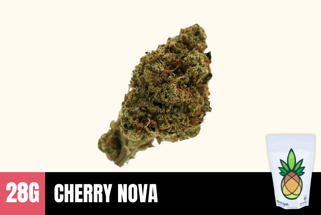 28g Cherry Nova (Greenhouse) - Humble Root picture