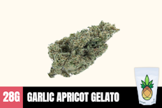 28g Garlic Apricot Gelato (Greenhouse) - Humble Root