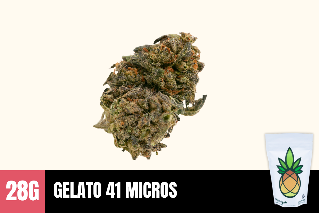 28g Gelato 41 (Greenhouse MICRO Smalls) - Humble Root picture