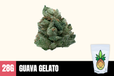 28g Guava Gelato (Greenhouse Smalls) - Humble Root