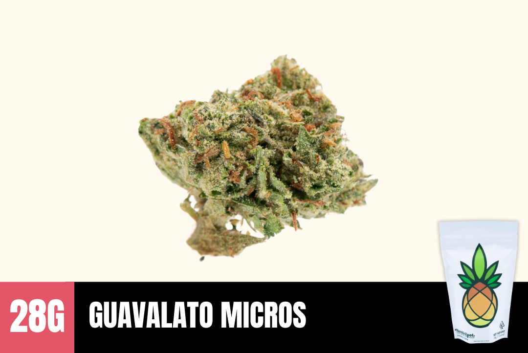 28g Guavalato (Greenhouse MICRO Smalls) - Humble Root picture