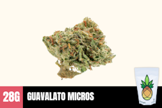 28g Guavalato (Greenhouse MICRO Smalls) - Humble Root