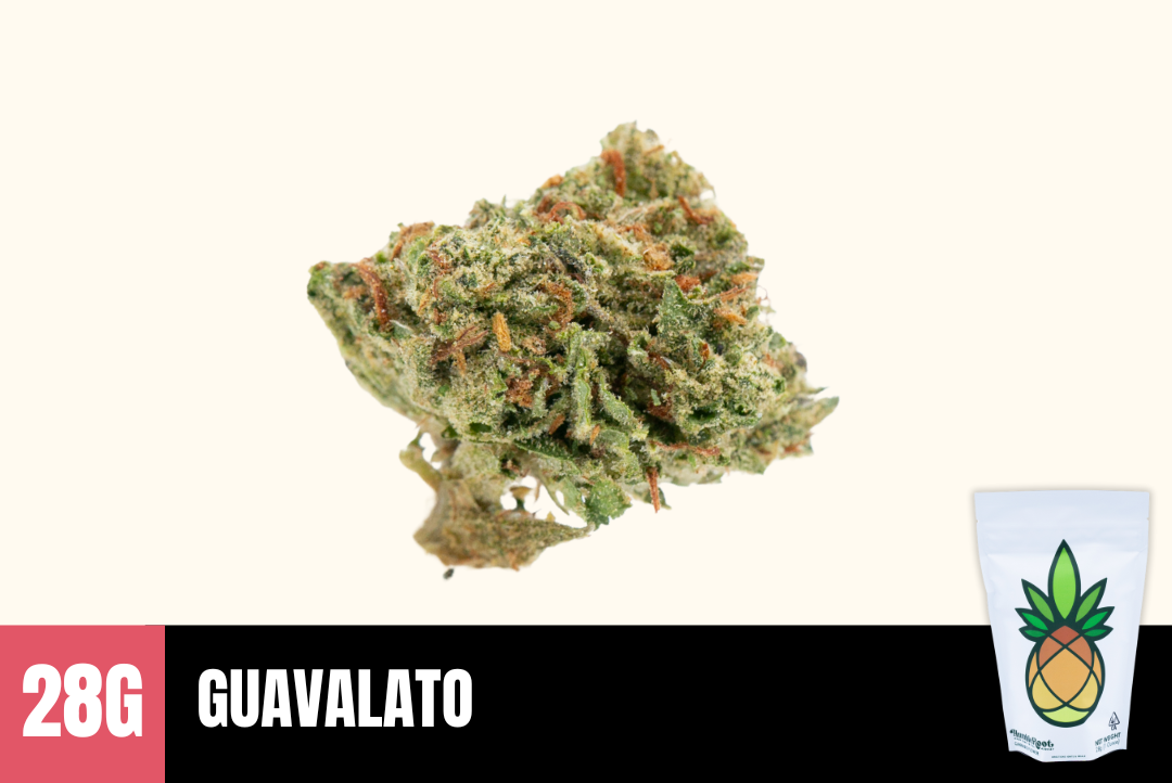 28g Guavalato (Greenhouse Smalls) - Humble Root picture
