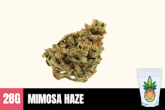 28g Mimosa Haze (Greenhouse) - Humble Root
