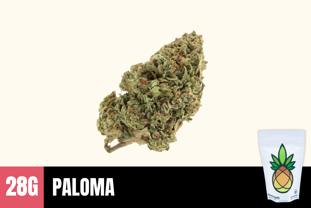 28g Paloma (Greenhouse) - Humble Root picture