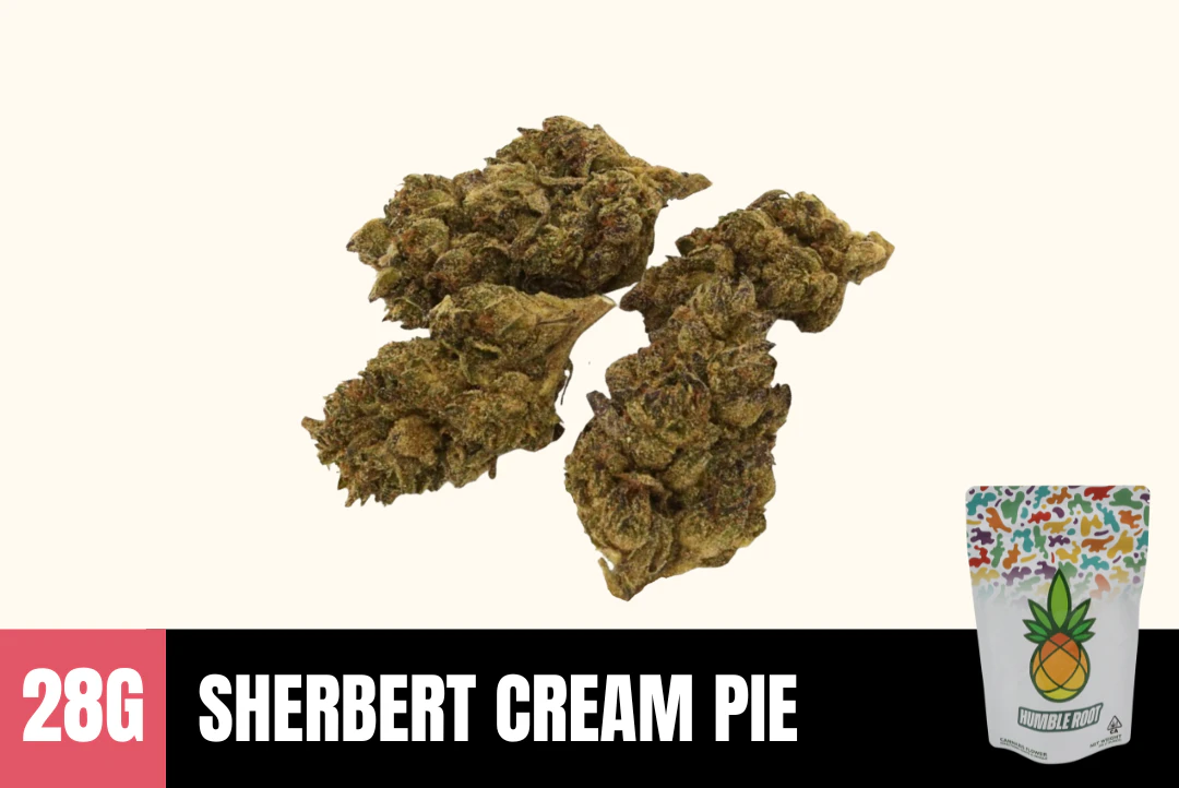 Humble Root - 28g Sherbert Cream Pie (Greenhouse Smalls - Early 2025 Harvest) - Humble Root Main Image