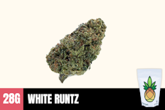 28g White Runtz (Greenhouse) - Humble Root