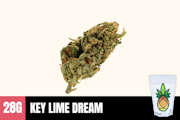 28g Key Lime Dream (Greenhouse) - Humble Root
