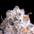 Product Preview Image 4