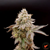 VERTICAL - JOKERZ CANDY 3.5 GRAMS