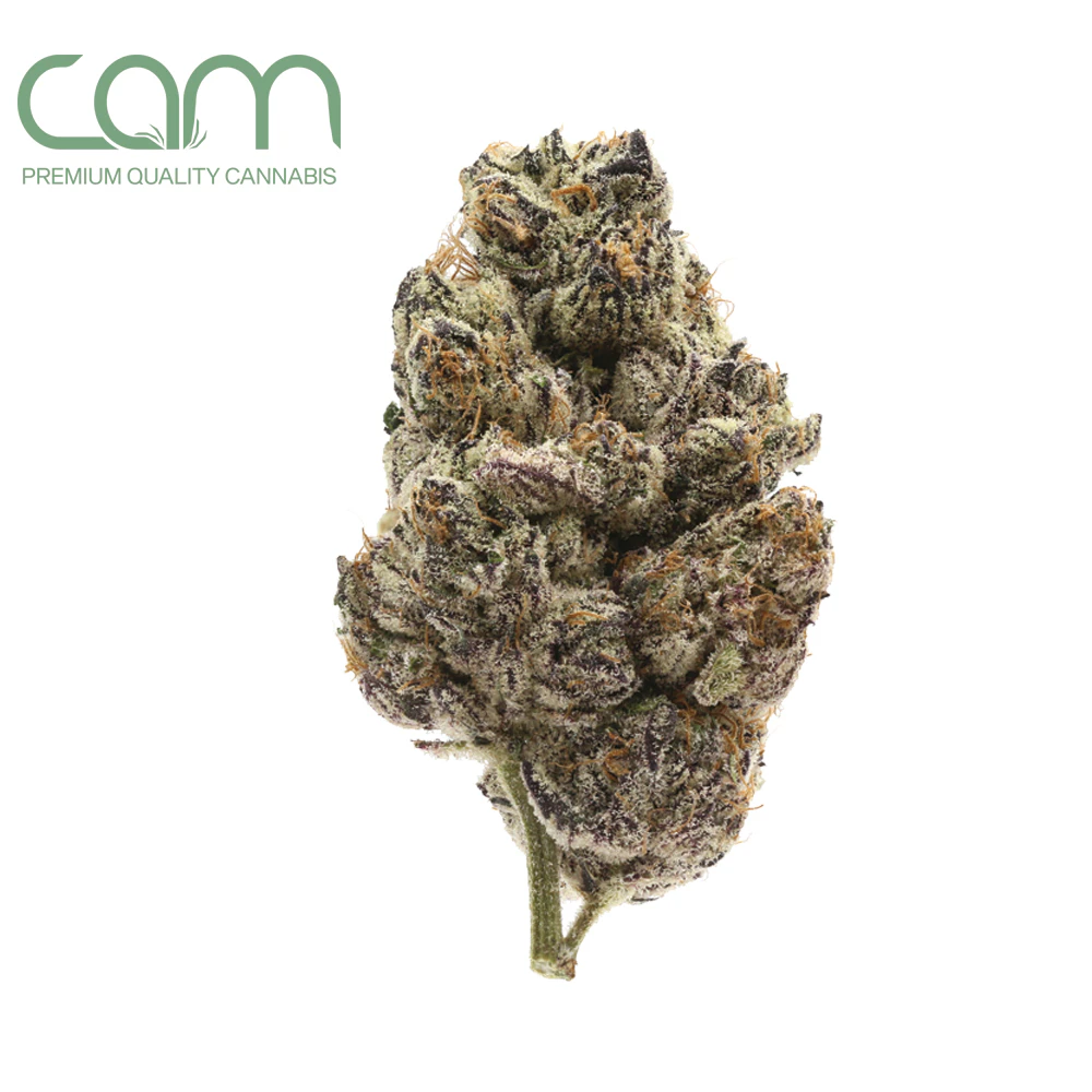 CAM - Gelati - 3.5g (IH) - CAM Main Image