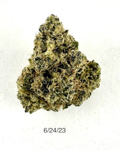 PROHIBITION 37 - P37 - OG Zest