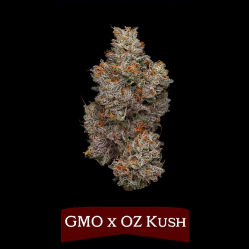 The Northern Harvest - GMO X OZ Kush (Eighth) Main Image