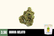 3.5g Guava Gelato (Greenhouse) - Humble Root
