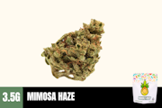 3.5g Mimosa Haze (Greenhouse) - Humble Root