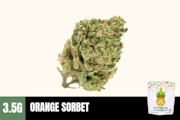 3.5g Orange Sorbet (Greenhouse) - Humble Root