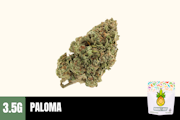 3.5g Paloma (Greenhouse) - Humble Root