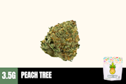 3.5g Peach Tree (Greenhouse) - Humble Root