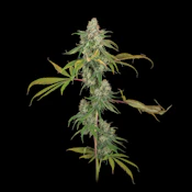 UpNorth - Flower - Indoor - NF1 - 3.5g