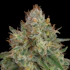Product Preview Image 2
