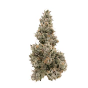 Sense Premium Flower 3.5g - Sour Diesel 33-34%