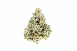 Master Kush