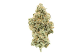 UPNORTH - NF1 3.5G