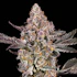 Product Preview Image 5