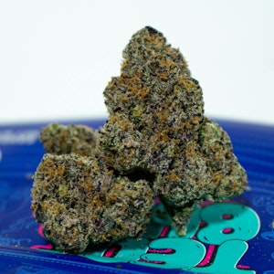 TEDS BUDZ - TEDS BUDZ King Neptune 3.5