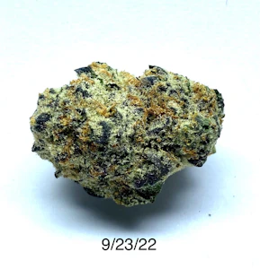 PROHIBITION 37 - P37 - Giovanni Battista Bugatti