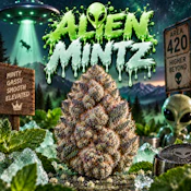 Alien Mintz | ONLINE ONLY!