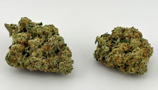 Williams Wonder | Flower [I] | Purple Punch (7372)