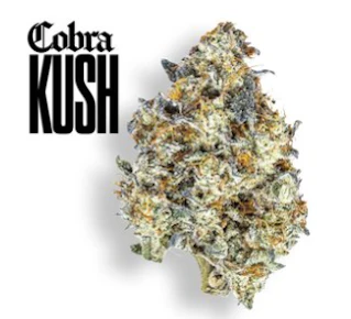 Cobra Kush Gold Cuts - 3.5 Grams